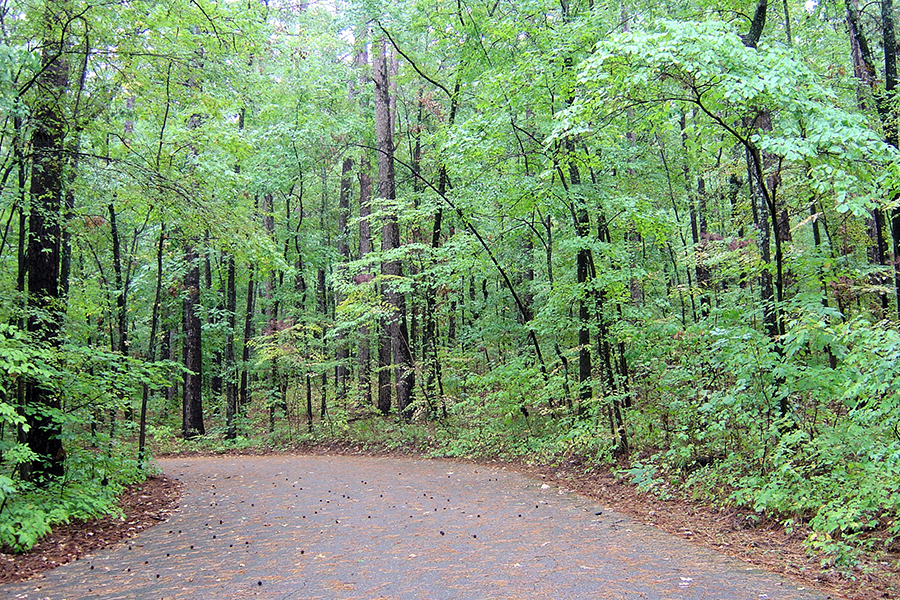 A typical road through Caddo Lake State Park