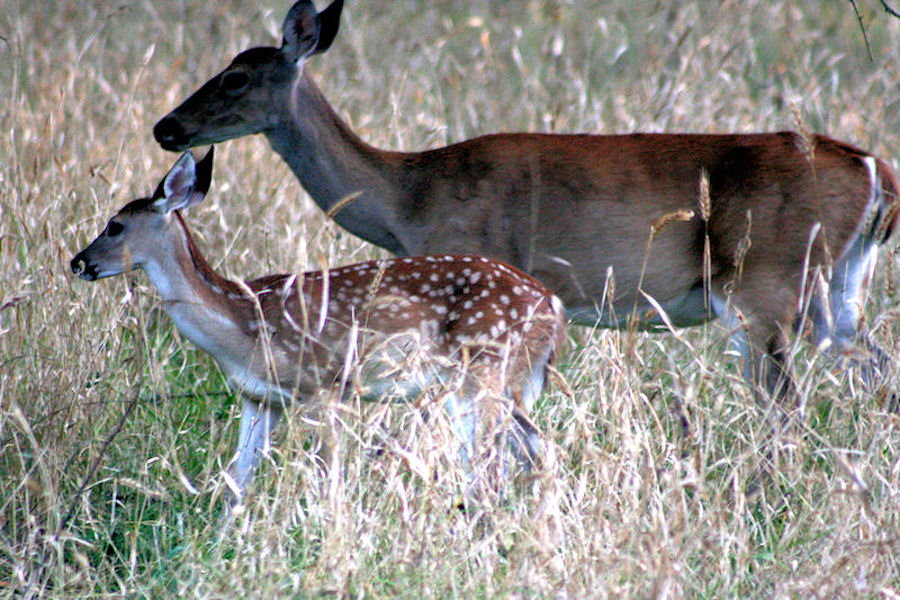 There are a lot of deer and other wild life in the park
