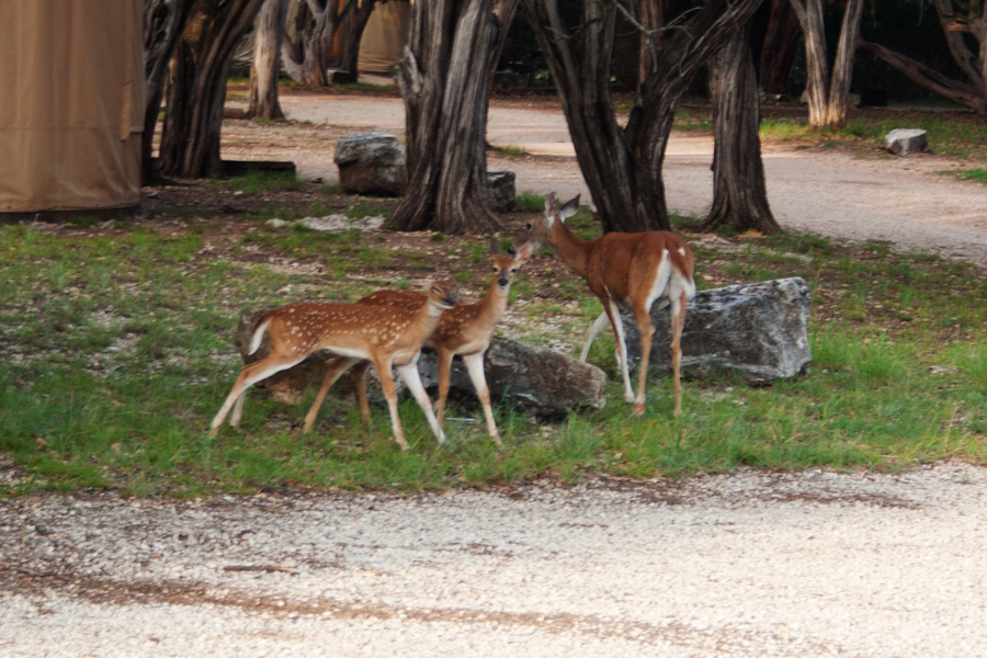 White Tail Deer with two fawns next to a Yurt