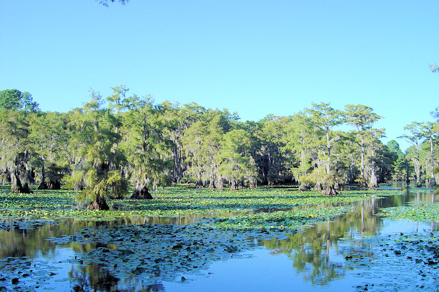 Mill pond on Big Cypress Bayou