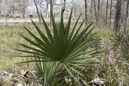 The dwarf palmetto (Sabal minor) plants, from which the park gets its name