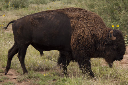 Bison Bull, part of the Texas Bison Herd