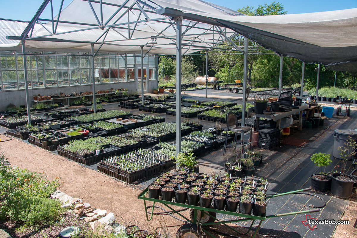 Greenhouse and Wildflower Seedlings