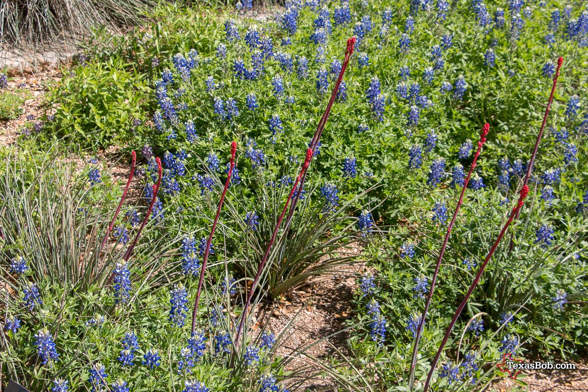 Bluebonnets and Red Yucca