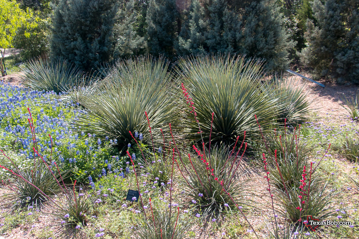 Blue Bonnets - Yucca - Red Yucca