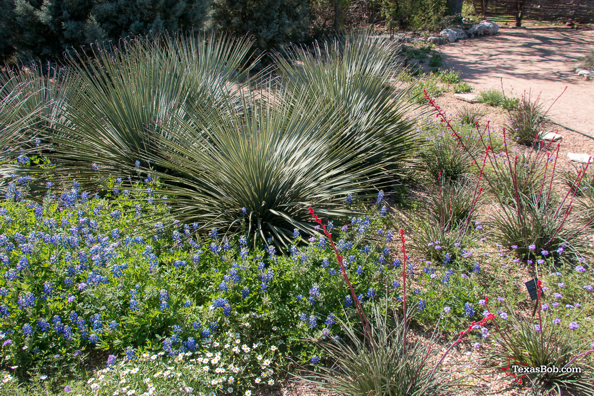 Blue Bonnets - Yucca - Red Yucca
